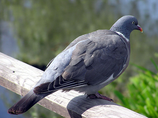 File:Wood.pigeon.slimbridge.arp.jpg