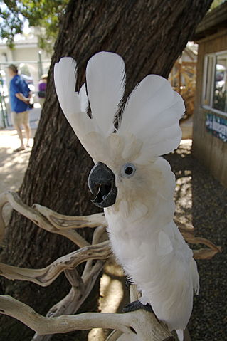 File:Umbrella Cockatoo (Cacatua alba) -Free Flight Aviary -San Diego.jpg