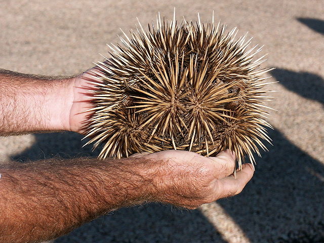 File:Echidna, Exmouth.jpg