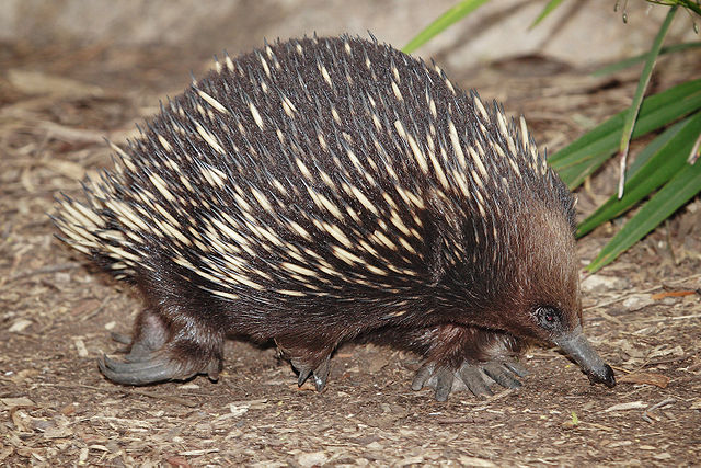 File:Echidna - melbourne zoo.jpg