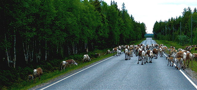 File:Reindeer road block Kuusamo.jpg