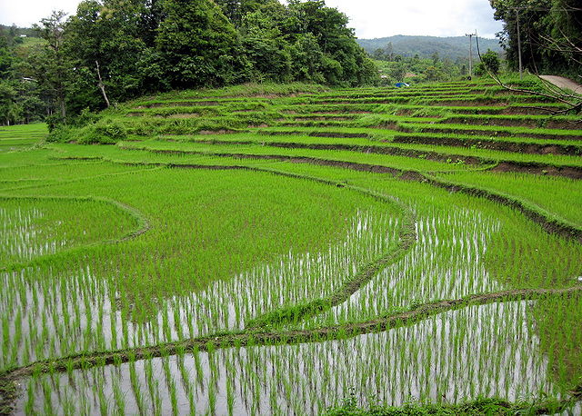 File:Rice fields Chiang Mai.jpg