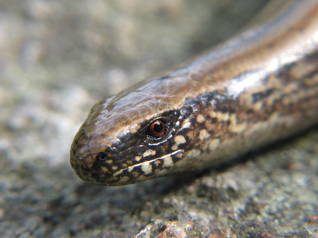 File:Anguis fragilis 20050721 002.jpg
