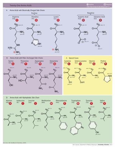 File:Molecular structures of the 21 proteinogenic amino acids.svg