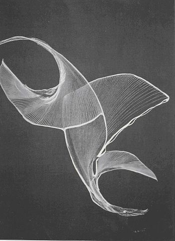 File:Wiki.Picture by Drawing Machine 2.jpg