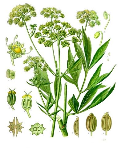 File:Levisticum officinale - K&ouml;hler&ndash;s Medizinal-Pflanzen-217.jpg