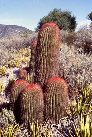 File:Ferocactus1.jpg