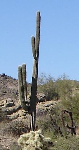 File:Cactus arizona2.jpg