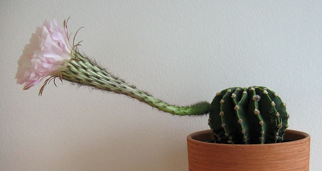 File:Echinopsis - Bl&uuml;te von der Seite.jpg