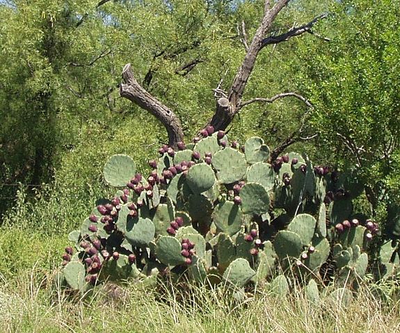 File:Pricklypearcrop.jpg
