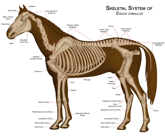 File:Horseanatomy.png