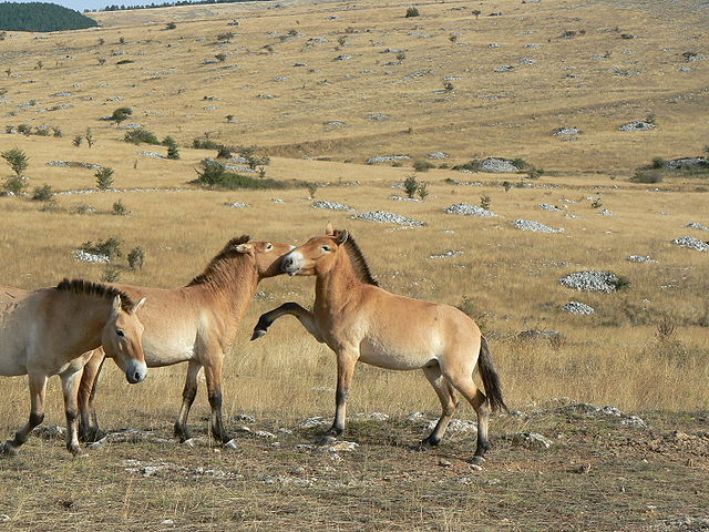File:France Loz&egrave;re Causse M&eacute;jean Chevaux de Przewalski 20.jpg