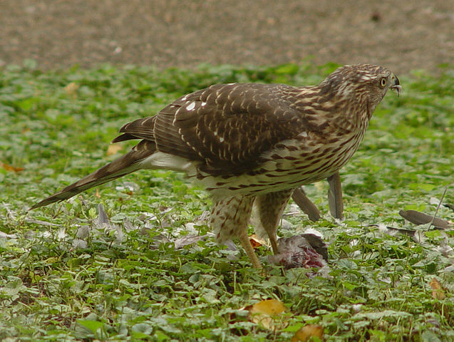 File:Goshawk dove4.JPG