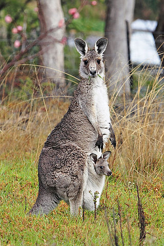 File:Kangaroo and joey03.jpg