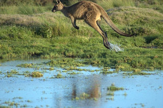 File:Kangaroo-in-flight.jpg