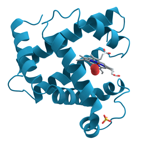 File:Myoglobin.png