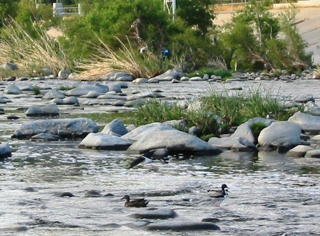 File:Los Angeles River Anas platyrhynchos crop.jpg