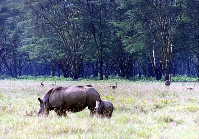 File:Rhinos at lake nakuru.jpg