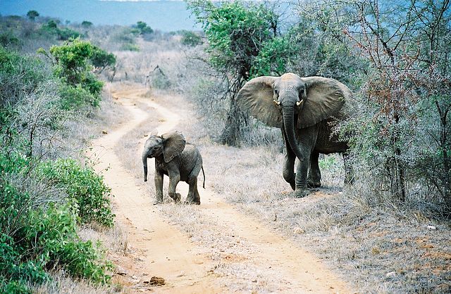 File:ElephantsInTsavo.jpg