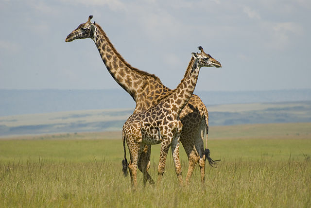 File:Giraffes in Masai Mara.jpg