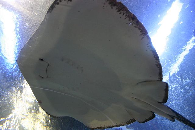File:Stingray under.jpg