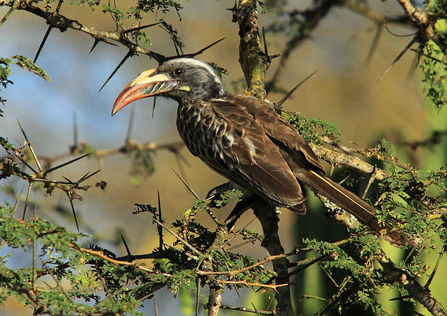 File:Tockus nasutus -near Sawela Lodge, Lake Naivasha, Kenya -female-8.jpg