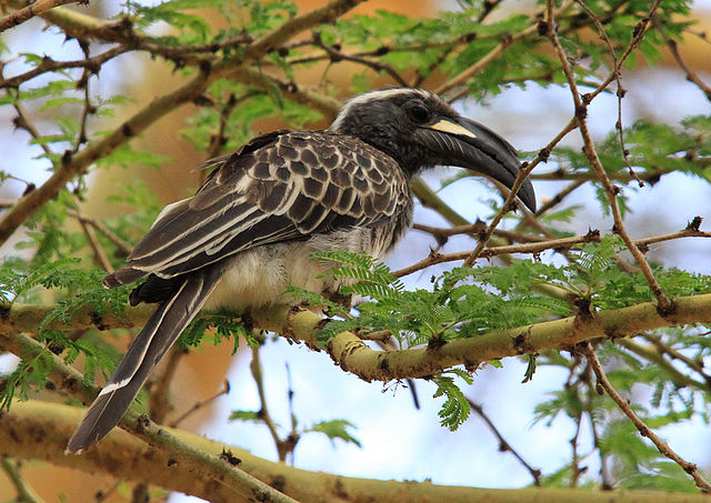 File:Tockus nasutus -near Crater Lake, Naivasha, Kenya -male-8.jpg