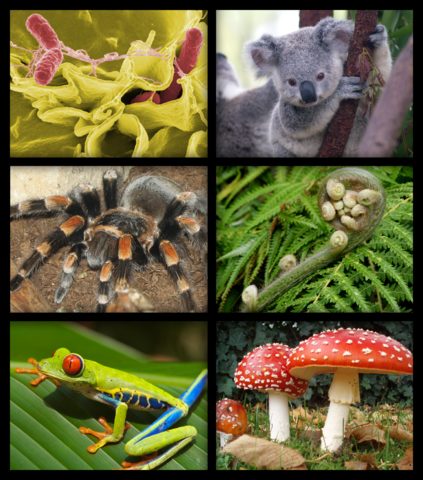 File:Biology organism collage.png
