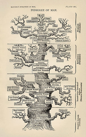 File:Tree of life by Haeckel.jpg