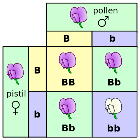 File:Punnett square mendel flowers.svg