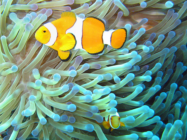 File:Common clownfish.jpg