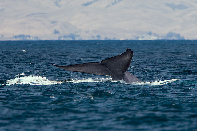File:Blue whale tail.JPG