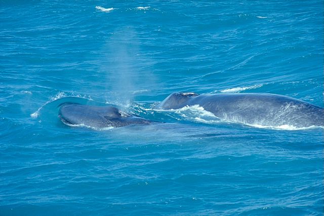 File:BlueWhaleWithCalf.jpg