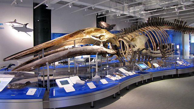 File:Blue Whale skeleton, Canadian Museum of Nature.jpg