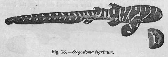 File:Stegostoma fasciatum Day.jpg