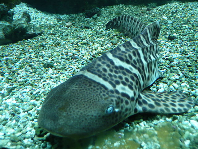 File:Stegostoma fasciatum 01 by Line1.JPG