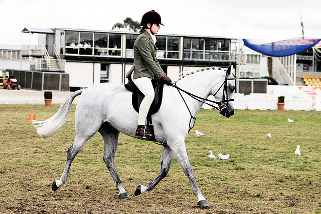 File:Horse riding in coca cola arena - melbourne show 2005.jpg