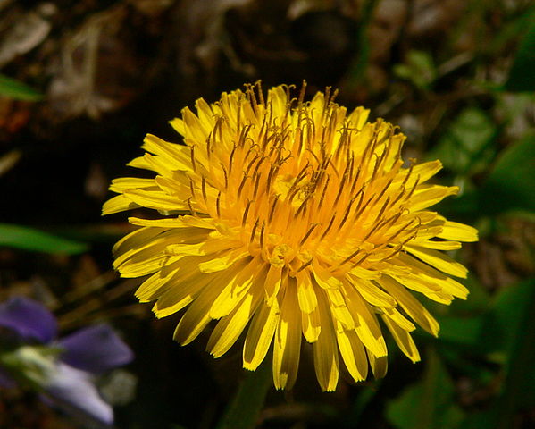 File:DandelionFlower.jpg