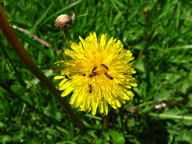 File:Ants on a dandelion.jpg