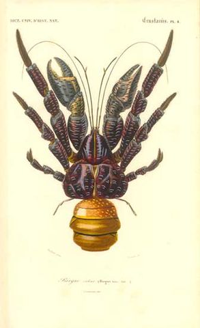 File:CoconutCrabDictionnaireDHistoireNaturelle1849.jpg
