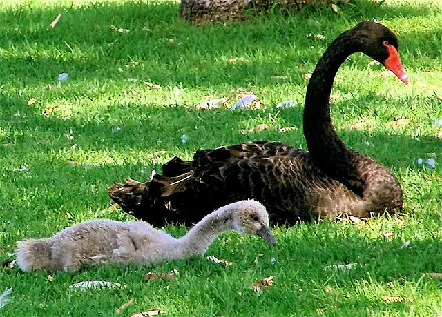 File:Black Swan and Cygnet.jpg
