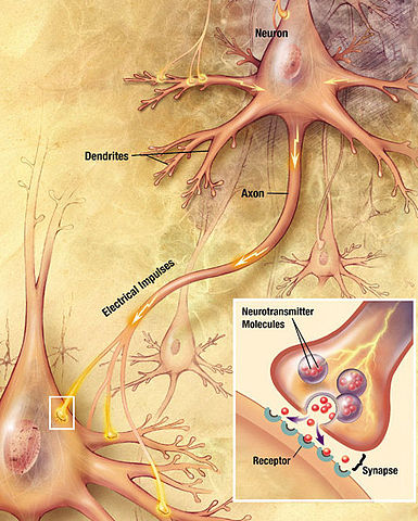 File:Chemical synapse schema cropped.jpg