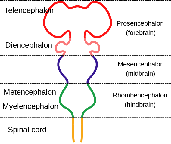 File:EmbryonicBrain.svg