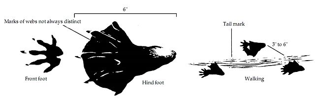 File:Beaver tracks.jpg