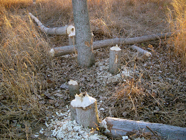 File:Beaver signs.JPG