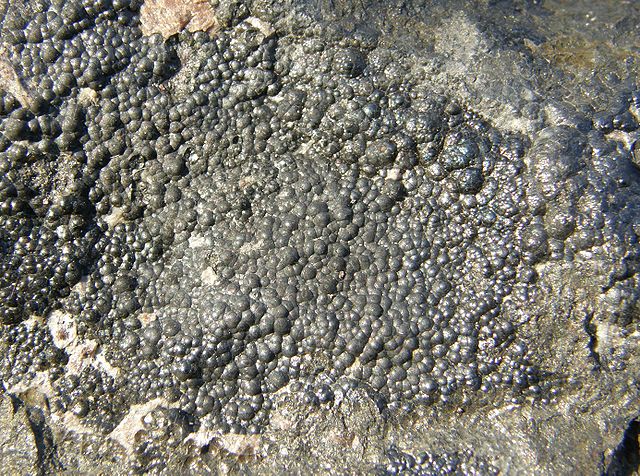 File:Pitchblende schlema-alberoda.JPG