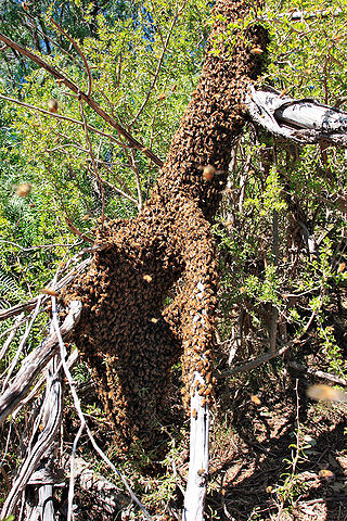 File:Bee swarm on fallen tree03.jpg