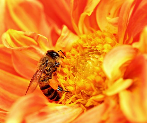 File:Honey Bee takes Nectar.JPG