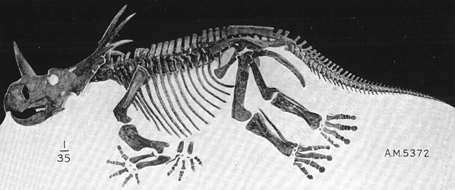 File:Styracosaurus skeleton AMNH5372.jpg