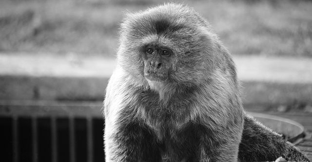 File:Callimico goeldii in Venezuela.jpg